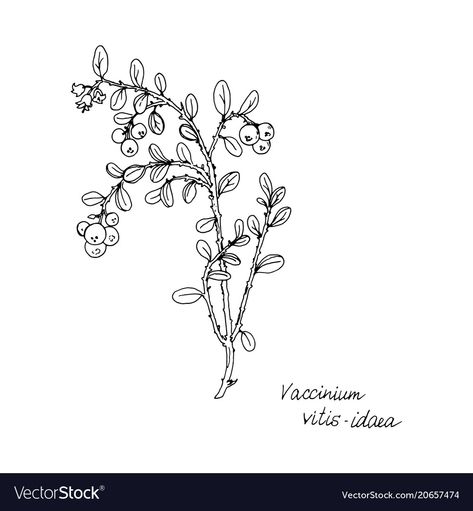 Lingonberry Drawing, Lingonberry Tattoo, Woodland Embroidery, Drawing Plants, Tattoo Fashion, Tattoo Concepts, Plant Drawing, Hand Drawn Illustration, Black White Art