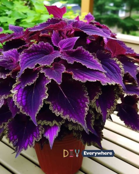 10 best colorful coleus varieties to grow Purple Coleus Plant, Coleus Containers Color Combinations, Purple Outdoor Plants, Coleus Plants Varieties, Black Coleus, Purple Coleus, Coleus Containers, Coleus Care, Coleus Varieties