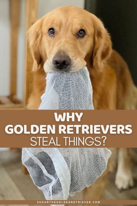 Golden Retriever Images, Golden Retriever Trimming, Goofy Golden Retrievers, Golden Retriever Grooming Styles, Dog Recall Training, Gold Retriever, Golden Retriever Grooming, Golden Retriever Gif, Golden Retriever Breed