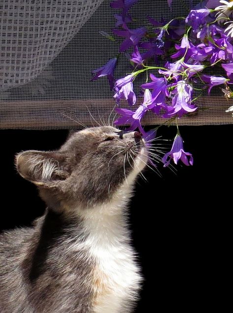 . Cat Sniffing Flowers, Cat Smelling Flowers, Smelling Flowers, Panda Art, Cat Flowers, Cute Kittens, Cat Facts, Domestic Cat, Jolie Photo