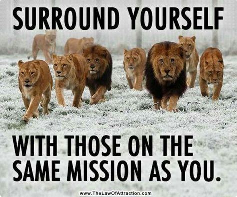 Surround yourself with those on the same mission as you. Lion Quotes, And So It Begins, Charles Darwin, Spiritual Warfare, Bodybuilding Motivation, E Card, True Words, A Group, Big Cats