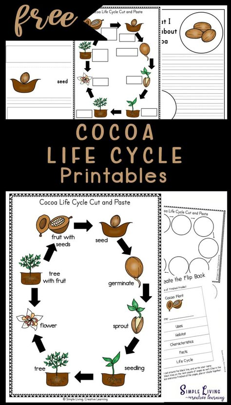 Cocoa Life Cycle Printables All About Chocolate, Chocolate Projects For School, Chocolate Crafts For Kids, Chocolate Activities For Kids, Chocolate Activities, International Chocolate Day, Cocoa Plant, The Chocolate Touch, Tree Life Cycle