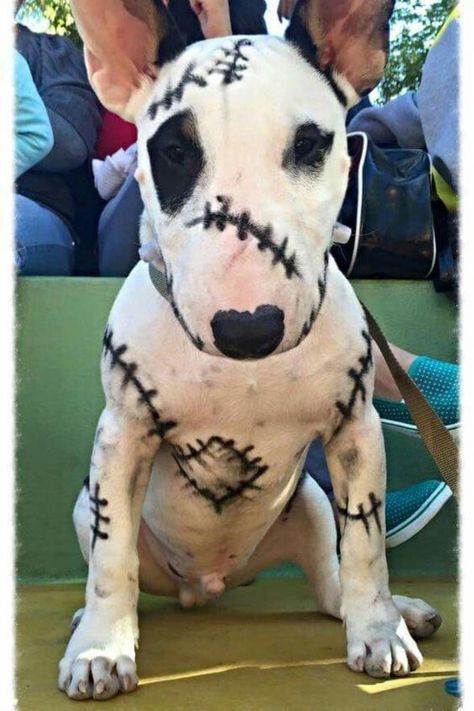 Adorable dog makeup idea for Halloween party. Best Dog Costumes, Mini Bull Terriers, Weiners, Ghost Dog, Pet Halloween Costumes, Animal Costumes, English Bull Terriers, Dog Halloween Costumes, Bull Terriers