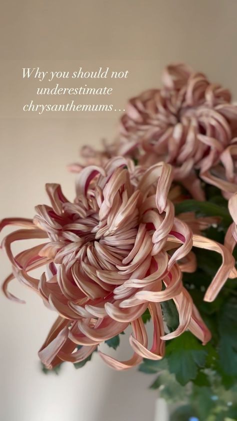 Not your average supermarket chrysanthemums, Oh nooo! These Vienna Copper Blooms are super long lasting, have the most evocative smell… | Instagram Autumnal Wedding Flowers, Oh Nooo, Devon Wedding, Autumnal Wedding, Wedding Florist, Chrysanthemum, Devon, Vienna, Tablescapes