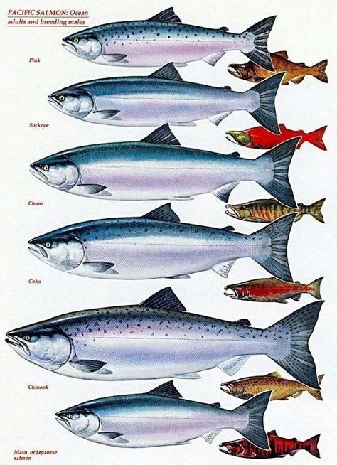 Fish Chart, Pacific Salmon, Trout Fishing Tips, Fly Fishing Tips, Bass Fishing Tips, Fishing Techniques, Salmon Fishing, Types Of Fish, Freshwater Fishing