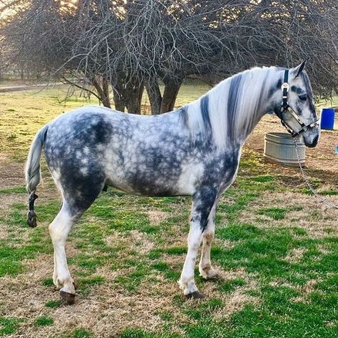 Wow! Amazing color! - Dappled Grey Pinto Dapple Grey Horse, Cheval Pie, Dapple Grey Horses, Unusual Horse, Horse Markings, Rare Horses, Draft Horse, Most Beautiful Horses, Grey Horse