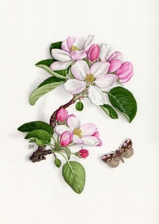 apple blossom Blossom Sketch, Apple Blossom Tattoos, Botanical Artists, Apple Blossom Flower, Apple Flowers, Botanical Drawing, Apple Blossoms, Cherry Blossom Tattoo, Blossom Tattoo