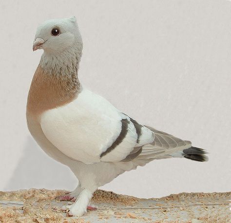 Lucerne Pigeon Crested Pigeon, Pigeon Cage, Pigeon Pictures, Pigeon Loft, Pigeon Breeds, Dove Pigeon, Pigeon Bird, Racing Pigeons, Pet Breeds