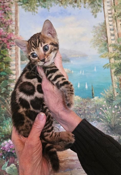 Bengal kittens Siberian Kittens For Sale, Lynx Kitten, Bengal Cat For Sale, Bengal Cat Kitten, Siberian Kittens, Scottish Fold Kittens, Bengal Kittens, Clouded Leopard, Bengal Kitten