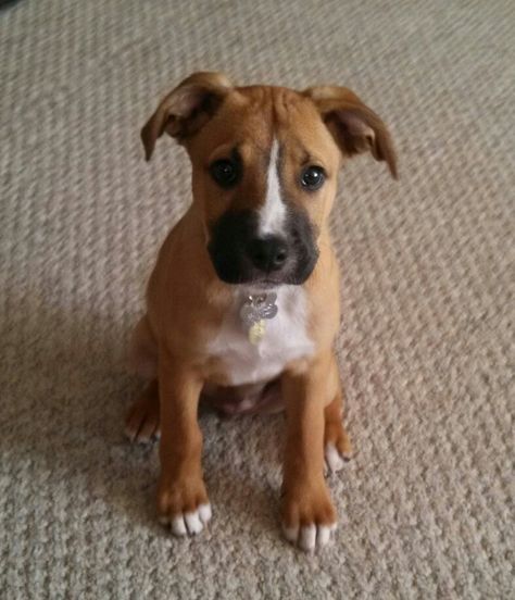 Boxer/Lab puppy (13 weeks). This looks like my dog! He's a rescue, maybe this is what his boxer-ness is mixed with, though they guessed mastiff... Boxador Puppies, Pitbull Boxer Mix, Boxer Mix Puppies, Pitbull Boxer, Boxer Mix, Boxer Puppy, Lab Puppy, Boxer Puppies, Labrador Retriever Puppies