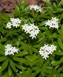 Backyard Flowers Beds, Sweet Woodruff, Shade Flowers, Ground Cover Plants, Pollinator Garden, Plant Identification, Garden Centre, Plants For Sale, Garden Lovers