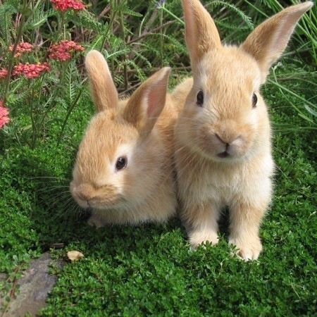 Cottage Core Aesthetic, Haiwan Peliharaan, Cottagecore Aesthetic, Nature Aesthetic, The Grass, Cute Little Animals, Green Aesthetic, 귀여운 동물, Cute Bunny