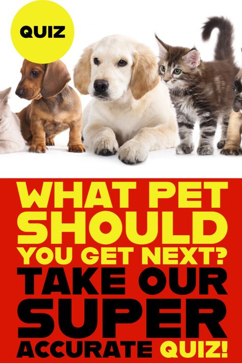 what pet should I get quiz What Pet Should I Get, What Dog Should I Get Quiz, Dog Quizzes, Dog Breed Quiz, Dog Quiz, Personality Quizzes Buzzfeed, Tell Us About Yourself, Pet Rodents, Animal Quiz