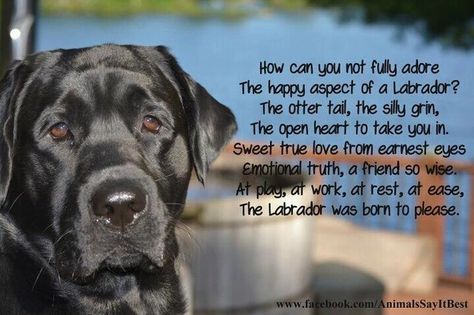 Labrador Retriever Quotes, Dogs Eyes, Dogs Quotes, Dog Sayings, Chocolate Labs, Lab Dogs, Black Labs, Labrador Retrievers, Animal Pics