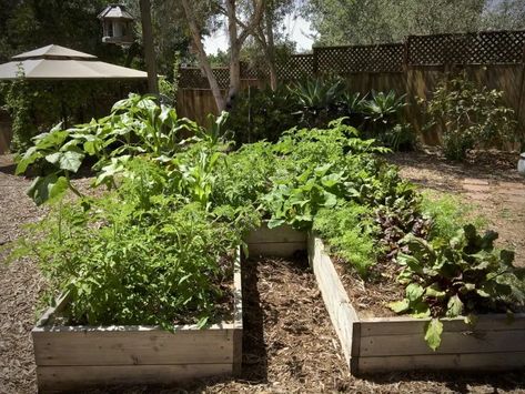 Above Ground Garden, Moving Plants, Garden Playhouse, Southern Summer, Vegetable Harvest, Summer Tips, Garden Works, Summer Backyard, Baby Birds