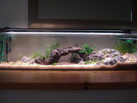 Lara's 12 gallon long 'Tango' - Aquascaping - Aquatic Plant Central Aquascape Long Tank, Long Aquarium Aquascape, Long Aquarium Ideas, 12 Gallon Long Aquarium, Long Tank Aquascape, Long Aquascape, Long Aquarium, Axolotl Tank, Biotope Aquarium