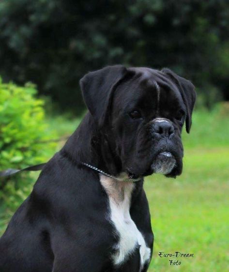 Black Boxer Dog, Dogs Tips, Boxer And Baby, Cute Boxers, Boxer (dog), Puppy Kisses, Boxer Puppy, Boxer Love, Boxer Puppies