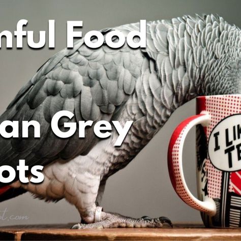 Many people have African Greys at home and, like any pet, they need to be taken care of. It is important to know what is the best food for African Greys.

This article will show you what the best food for African greys is and provide you with some tips on how to prepare it for your bird.
Read more at https://www.tiktokparrot.com/best-food-for-african-greys-african-grey-diet-food/ Brick Background, African Grey Parrot, African Grey, Animal Projects, Best Foods, Diet Recipes, Parrot, Animals And Pets, Diet