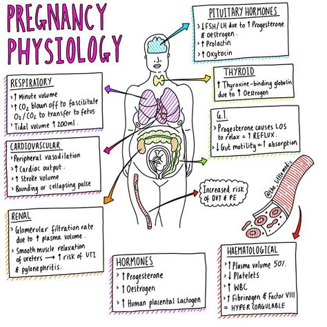 #pregnancy #physiology #medschool #tips Anatomy And Physiology Notes, Physiology Notes, Obstetrics Nursing, Midwifery Student, Student Midwife, Medical Notes, Ob Nursing, Nursing Mnemonics, Pharmacology Nursing