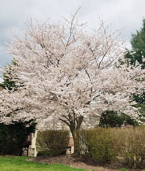 Prunus X Yedoensis, Prunus Yedoensis, Yoshino Cherry Tree, Cherry Blooms, Privacy Trees, Specimen Trees, Shade Trees, Tree Farm, Blossom Trees