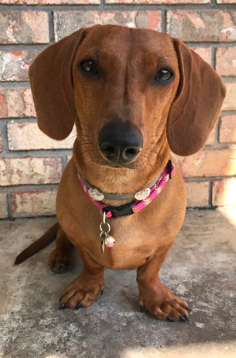 Dachshund Portrait #3 Bestie...short haired red..miniature dachshund.. dog photoshoot. Dachshund Short Hair, Short Hair Dachshund, Dapple Dachshund Long Haired, 3 Bestie, Dachshund Portrait, Dachshund Long Haired, Short Haired Dachshund, Dachshund Puppy Long Haired, Red Dachshund