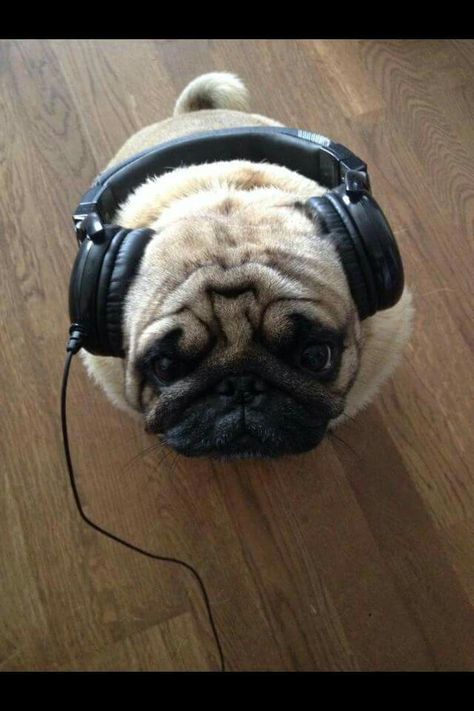 That face!! Melts my heart!! Music pug! Funny Pug Pictures, Funny Pugs, Pug Mug, Heart Music, Pugs And Kisses, Baby Pugs, Pug Dogs, Pug Shirt, Funny Dog Shirts