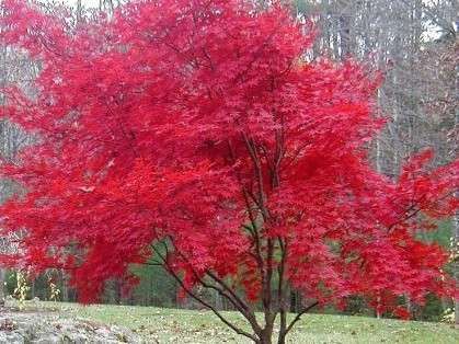 When someone says, "I need a small tree for a small space," my first thought is always of Japanese maples (Acer palmatum). Why? These slow-growing jewels are very well-behaved, come in an astounding variety of shapes, sizes, and colors, and offer sizzlingly bright scarlet, crimson, orange, and yellow fall foliage. Many top out at 15 feet tall or less and take a long while to get there. Consider 'Bloodgood' (15 feet tall), 'Crimson Queen,' (4-6 feet), 'Emperor 1' (15 feet), 'Fireglow' (12 feet), Fireglow Japanese Maple, Trees For Small Yards, Tree Landscaping, Trees For Front Yard, Red Maple Tree, Small Yards, Pretty Trees, Japanese Maples, Japanese Maple Tree