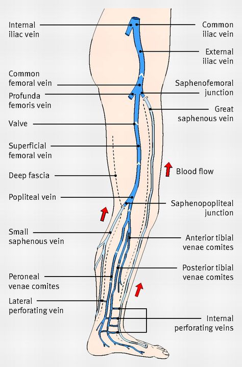 Diagram showing the venous anatomy of the leg Veins Diagram, Vascular Ultrasound, Leg Anatomy, Diagnostic Medical Sonography, Leg Veins, Interventional Radiology, Vascular Surgery, Nursing School Survival, Health And Fitness Magazine