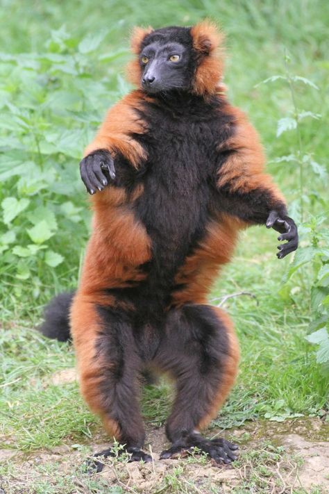 Red Ruffed Lemur (Varecia rubra) / Vari roux / Image by Puch Corinne (passion_animaux_photos) from flickr Lemur Fursona, Lemur Character, Red Ruffed Lemur, Ruffed Lemur, Fursona Ideas, Animal Ideas, Artistic Ideas, Reference Photos For Artists, Animal Humor