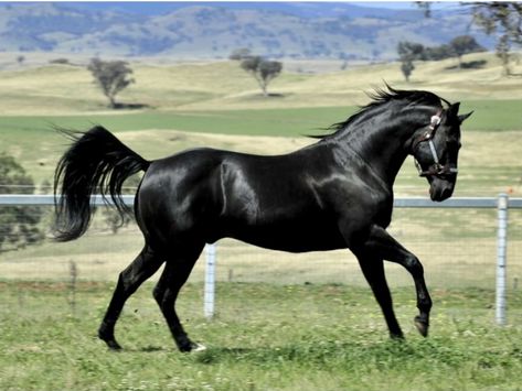 Quarter Horse Black, Trail Riding Horses, Quarter Horse Stallion, Stallion Horses, Horse Colors, Black Stallion, Andalusian Horse, American Quarter Horse, Black Horses