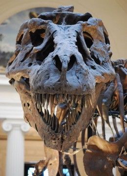 The very lovely, one and only Sue the T. rex Fossil Bones, Dinosaur Skeleton, Dinosaur Bones, Extinct Animals, Dinosaur Fossils, Charles Darwin, Prehistoric Creatures, A Dinosaur, Prehistoric Animals