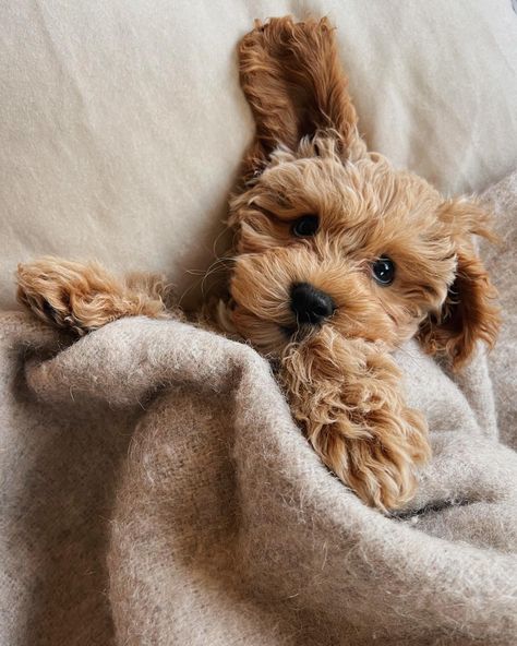 Cockapoo Puppies Aesthetic, Cute Cockapoo Puppies, Cacapoopoo Dog, Cavapoo Aesthetic, Teacup Cockapoo, Cockapoo Aesthetic, Golden Cockapoo, Dogs Cockapoo, Puppy Cockapoo