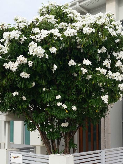 Plumeria pudica (Bridal Bouquet)   #plumeria #plantopedia #FloweringPlant #flowers #FloweringPlants #flower #blooming #FlowerGarden Bridal Bouquet Plumeria Plant, Plumeria Tree Landscape, Hawaiian Landscaping, Hawaii Plants, Plumeria Pudica, Plumeria Tree, Flower Blooming, Tropical Backyard, Plumeria Flowers