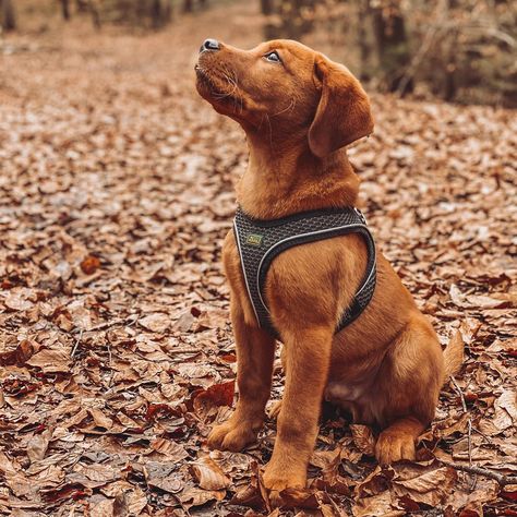 Red Fox Labrador Puppy, Wawa Hoagie, Red Lab Puppy, Red Fox Lab, Red Fox Labrador, Fox Red Labrador Puppy, Red Lab Puppies, Fox Red Lab, Fox Red Labrador