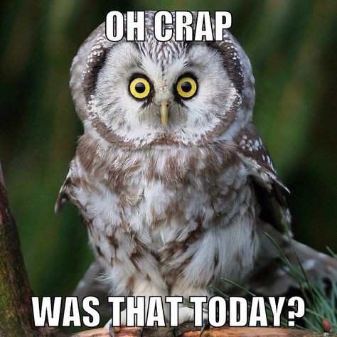 Funny Owl Meme Was That Today Funny Owl Memes, Owl Meme, Dramatic Expression, Work Drama, Owl Quotes, Penguins Funny, Funny Owls, Meme Page, Owl Pictures