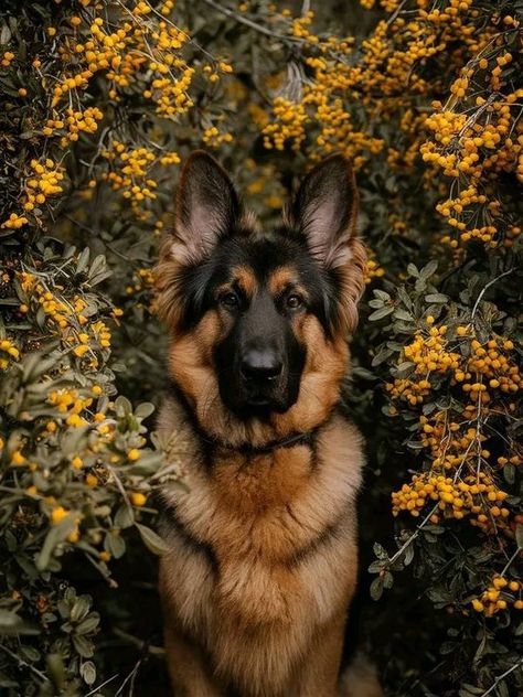 German Shepherd Lovers Clab | Great Photography 🥰❤ | Facebook German Shepherd And Golden Retriever, German Shepherd Aesthetic, Extra Large Dog Breeds, German Shepherd Photography, Dog Ball Launcher, Tactical Dog Harness, Types Of Dogs Breeds, German Shepherd Photos, All Types Of Dogs