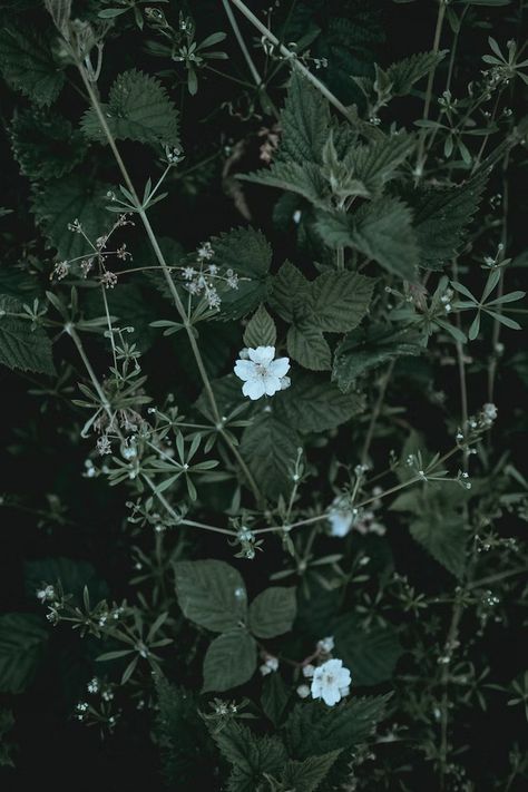 closeup photo of two white petaled flowers photo – Free Plant Image on Unsplash Dark Green Aesthetic, Global Design, Botanical Wall Art, Green Print, Green Aesthetic, Green Flowers, Green Plants, Beautiful Images, Green Leaves