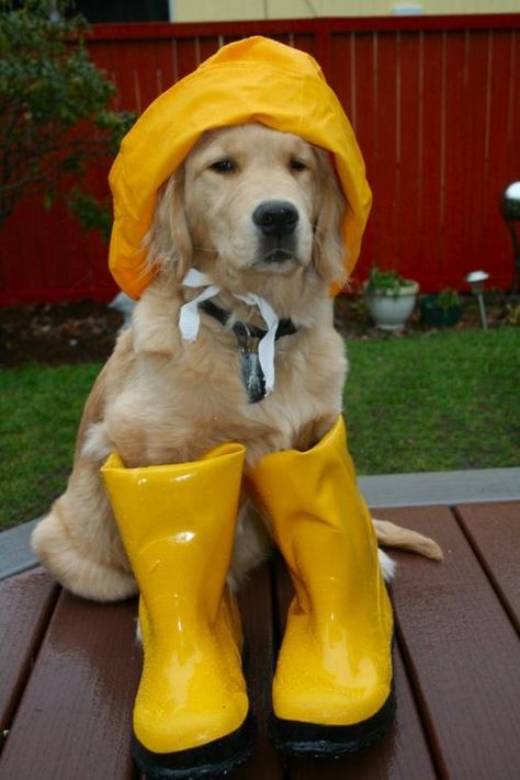 Prepared for April showers :-) Perros Golden Retriever, Therapy Dogs, Retriever Puppy, Golden Retrievers, Golden Dog, Animals Friends, I Love Dogs, Dog Clothes, Dog Love