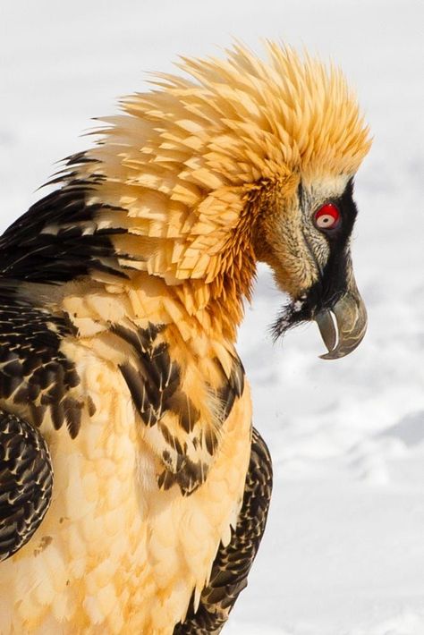 Birds Of Prey Photography, Raptor Bird, Bearded Vulture, Regard Animal, Weird Birds, Animal Study, Interesting Animals, Pretty Animals, Exotic Birds