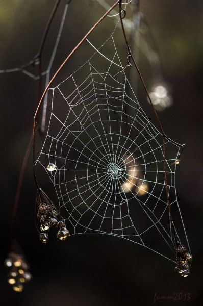 Foto Macro, Spiders Web, Raindrops And Roses, Itsy Bitsy Spider, Charlotte's Web, Spider Art, Spider Webs, Airbrush Art, Beltane