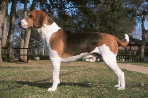 Harrier Dog, Medium Sized Dogs Breeds, Medium Sized Dog, English Foxhound, Airline Pet Carrier, Akc Breeds, Dog Club, The Hound, Purebred Dogs