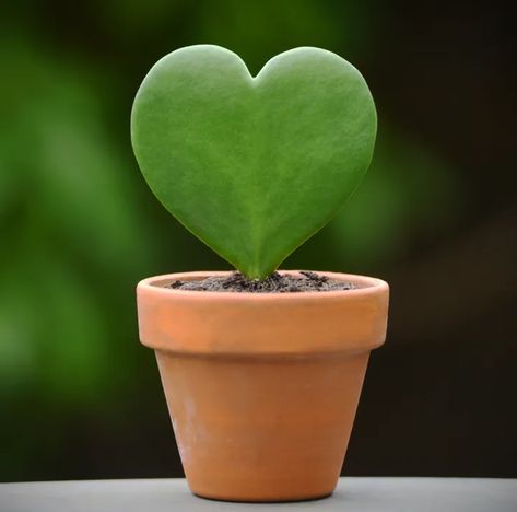 Switch Up Valentine’s Day Roses For These Heart-Shaped Plants | HuffPost Life Heart Shaped Cactus, Heart Shaped Leaves, Heart Shaped Plant, Crochet Heart Plant, Heart Shaped Succulent, Plant Supports, All About Plants, Plant Stand, Heart Shapes