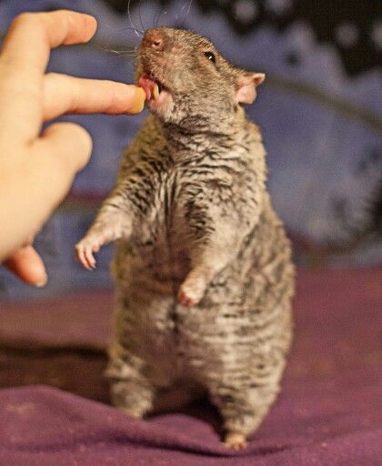 Agouti Rex Rat "Duke" Rex Rat, Dumbo Rat, Baby Rats, Funny Rats, Fancy Rat, Pet Mice, Cute Rats, Rare Animals, Pet Rats