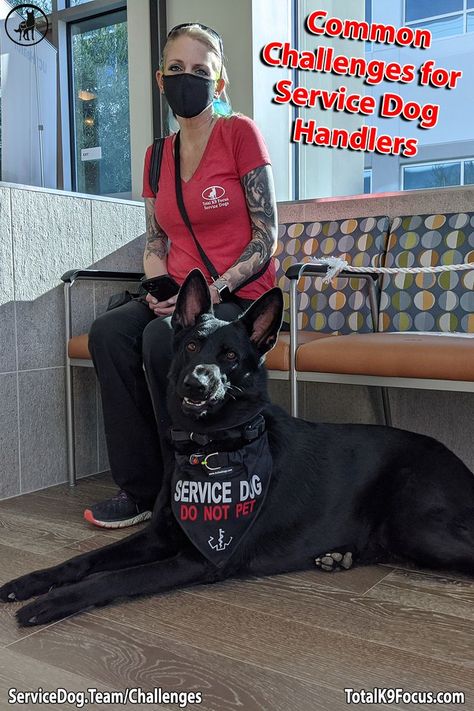 Common Challenges for Service Dog Handlers Doberman Service Dog, Service Dog Aesthetic, Psychiatric Service Dog, Service Dog Training, Sick Dog, Training Gear, Service Dog, Dog Trainer, Service Dogs