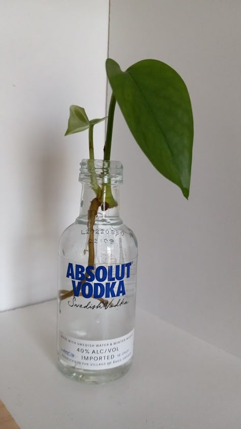 Propagation Aesthetic, Propagated Plants Aesthetic, Plants In Coke Bottles, Tiny Perfume Bottles, Alcohol Bottle Plants, Plants In Vodka Bottles, Plant Bottle Decor, Plants In Alcohol Bottles, Plant In Glass Bottle