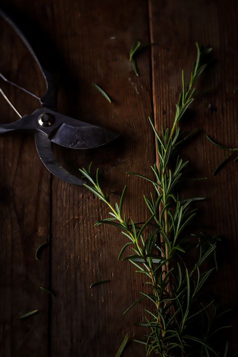 We have a glut of herbs in our garden at the moment. The perfume from the rosemary is just divine! Rosemary Photography, Rosemary Aesthetic, Photo School, The Perfume, Witchy Stuff, Brain Dump, Waiting For Her, School Photos, Planting Herbs