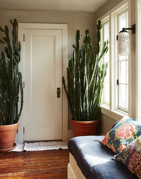 Giant Euphorbia cacti in Livia Cetti and Danny Marrone's house, Kate Mathis photo | Remodelista Neat Closet, Big Indoor Plants, Gravity Home, Sunroom Decorating, Sunroom Designs, Magical Home, Plant Decor Indoor, Deco Boheme, Bohemian Home