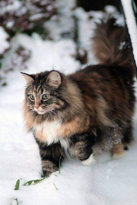 Söt Katt, Long Haired Cats, Norwegian Forest, Siberian Cat, Gorgeous Cats, Forest Cat, Norwegian Forest Cat, Domestic Cat, Cute Kittens