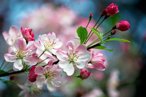 Apple Blossom Flower, Embrace Nature, Pink Blossom, Digital Flowers, Apple Blossom, Blossom Flower, Flower Photos, Flower Wallpaper, Flowers Photography