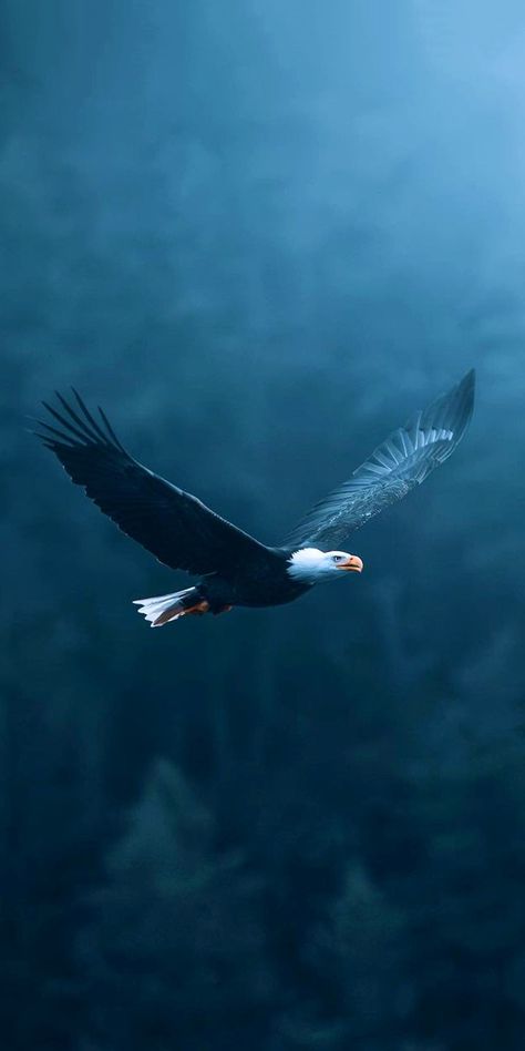 Iphone 15 Wallpaper, Best Wallpaper For Mobile, Pretty Phone Backgrounds, 15 Wallpaper, Wallpaper Animals, Wild Animal Wallpaper, Spiritual Paintings, Eagle Wallpaper, Nature Iphone Wallpaper